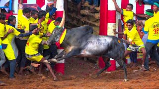 Shakudi Jallikattu 2024 Videos | சக்குடி ஜல்லிக்கட்டு 2024 Videos