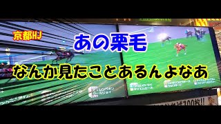 中年のスタホプログレスでのボヤキvo.276(ルドルフ～テイオー世代でタニヤン＆Pの二大エース、WBCに挑むの巻)(前編)