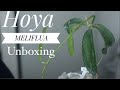 HOYA MELIFLUA || Etsy Shop Unboxing 🍃