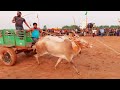 bangalore race day 1 round 1 hallikar cow race mix