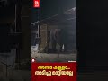 പശുക്കൾക്ക് സൂക്ഷിച്ചിരുന്ന പച്ചപ്പുല്ല് എസ്റ്റേറ്റില്‍ ഇറങ്ങിയ കാട്ടാന തിന്നുന്നു