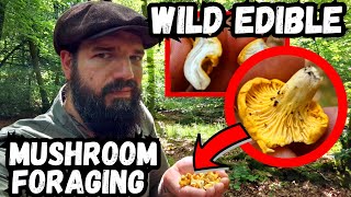 Wild Edible Mushroom Foraging in Summer