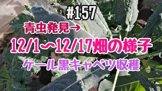 【菜園初心者】12/1〜12/17畑の様子 青虫発見 ケール黒キャベツ収穫　#157 23/12/23