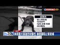 民宅種大麻工廠加工 養惡霸犬阻警辦案－民視新聞