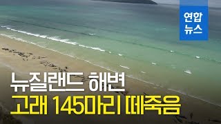 뉴질랜드 해변서 고래 145마리 떼죽음 / 연합뉴스 (Yonhapnews)