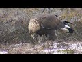 KUNGSÖRN Golden Eagle (Aquila chrysaetos) Klipp 544