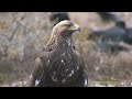 KUNGSÖRN Golden Eagle (Aquila chrysaetos) Klipp 544