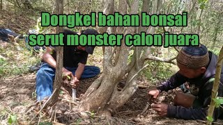 dongkel bahan bonsai serut monster calon juara