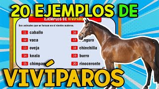 20 EJEMPLOS de Animales VIVÍPAROS I VIVÍPAROS