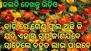 ଗେଣ୍ଡୁ ଫୁଲ ଦ୍ୱାରା ଏହି ସବୁ ବଡ଼ ବଡ଼ ରୋଗ ଭଲ ହୁଏ