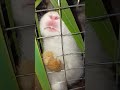 rabbit omg animals so cute cute baby animals cutest moment of the animal planet rabbitphilipines