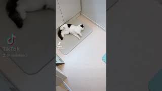 猫キックで移動する三毛猫　A calico cat that moves with a cat kick