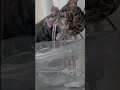 Cat IQ Bombastic 💣 l #funny #memes #gigachad #skibiditoilet #anime #shorts #tiktok