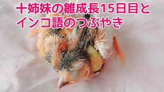 十姉妹の雛の成長15日目とインコ語のごきげんなつぶやき