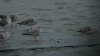 Goéland pontique (Larus cachinnans, Caspian Gull), 21.1.18