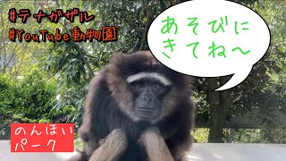 つぶらな瞳のテナガザル／のんほいパーク［YouTube動物園］