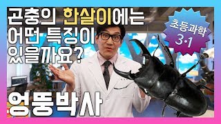 여러 가지 곤충의 한살이에는 어떤 특징이 있을까요? 초등3학년 과학, 실험, 인강