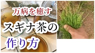 【自然療法】スギナ茶の作り方レシピ〜万病を癒す畑のお宝〜【つきよみ自然農園】Natural remedies Horsetail