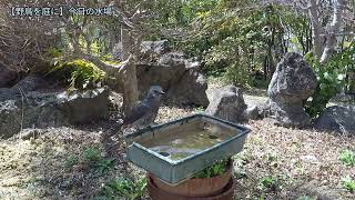 野鳥を庭に　シジュウカラ　スズメ　ヒヨドリ　240405