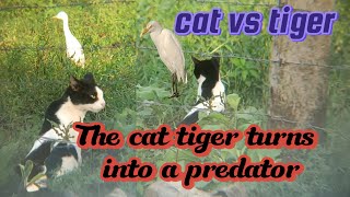 The cat tiger turns into a predator #viralcat  பூனை புலி வேட்டையாடும் விலங்குகளாக மாறுகிறது #yt