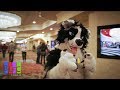 Kiba's BLFC 2018 Con Video (Biggest Little Fur Con)