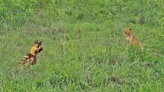 Leopard Paralyzes Wild Dog as Pack Fights Back