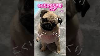 首をかしげるパグ#shorts #癒し #パグ #pug #puppy #犬のいる生活 #こいぬ