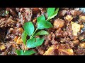 ||Kerala Style Pork varattiyath||Pork Roast||Simply Aryaz World||