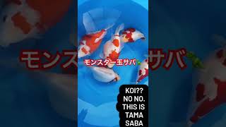 『モンスター玉サバを求めて』其の3！#shorts #金魚 #goldfish #錦鯉 #koi #fish #魚