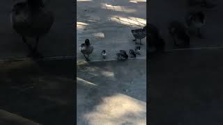 Duck Family of 8 going for walk - 241 #shorts #duck#family#walk#