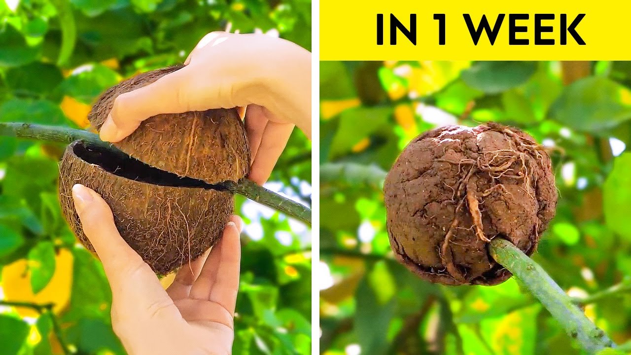Incredible Plants Hacks And Gardening Tips Youtube