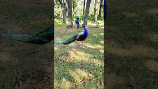 Why Peacocks Are So Extra cute #peacock #birds #vtr #wildlife