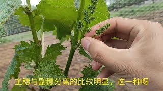 葡萄树副穗，卷须，新芽的梳理方法，恰当的方法决定产量和质量