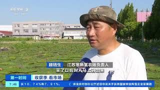 [第一时间]收获季 看市场 江苏：芡实 泥螺大量上市 水乡美味收获多|CCTV财经