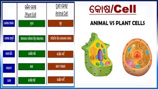 Differences between Plant Cell and Animal Cell||ଉଦ୍ଭିଦ କୋଷ vs ପ୍ରାଣୀ କୋଷ