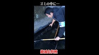 ゴミの中に絶滅危惧種！生物ハンター加藤英明#shorts