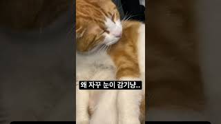 왜 자꾸 눈이 감기냥.. #냥이 #쇼츠 #animals #cat #고양이 #고양이일상 #치즈냥 #shorts