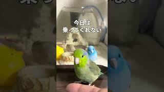 ひまわりがない飼い主は用無し！ひまわりがある時だけ手乗りインコになるミント君