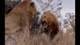 Khanya Talamati vs Black Dam Male Lion | Talamati seems dominant | Lion Warfare