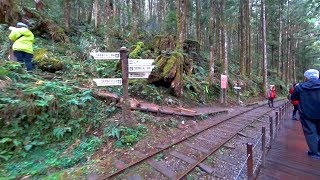 宜蘭太平山森林遊樂區茂興懷舊步道下環線1/3 Taipingshan Forest Recreation Area,Yilan (Taiwan)