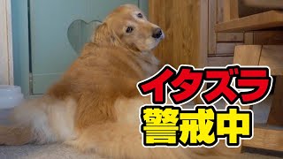 【警戒中】くつろぎたいけど飼い主のイタズラを警戒するレトリーバー。申し訳ないけど笑うわww