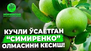 КУЧЛИ ЎСГАН ДАРАХТЛАРНИ КЕСИШНИ ҚУЛАЙ ЙЎЛЛАРИ | ШУҲРАТ АБРОРОВ #shuhratabrorov