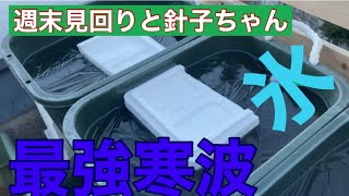 (メダカ)最強寒波寒い！久々に氷張ってる。屋内は針子ラッシュ