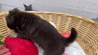 ペットショップ犬の家＆猫の里塩尻店No.152611　チワワ