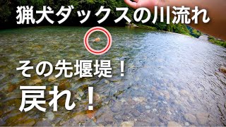 【猟犬ダックスフンドの日常】回収訓練でダックスの川流れ・興津川西里キャンプ適地で外ご飯