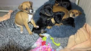 The Poor Puppy’s Were Eating Leaves and Sticks to Survive! - Takis Shelter