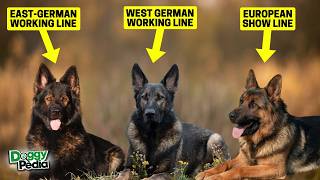 5 Different Types Of German Shepherds - Which Is Right For You?