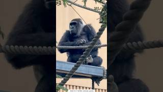 【ゴリラ】ゲンキのお一人さまタイム Gorilla Genki's time #ゴリラ #gorilla #京都市動物園