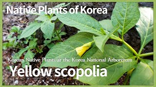 노랑미치광이풀 [Native Plants of Korea. 8] Yellow scopolia (English version)