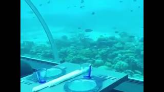 5 8 Undersea Restaurant, Maldives